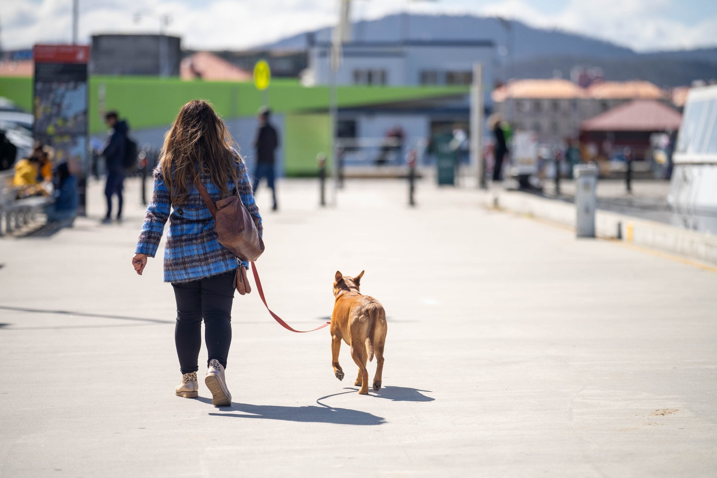An ESA dog in Seattle walking with an owner with an ESA letter.