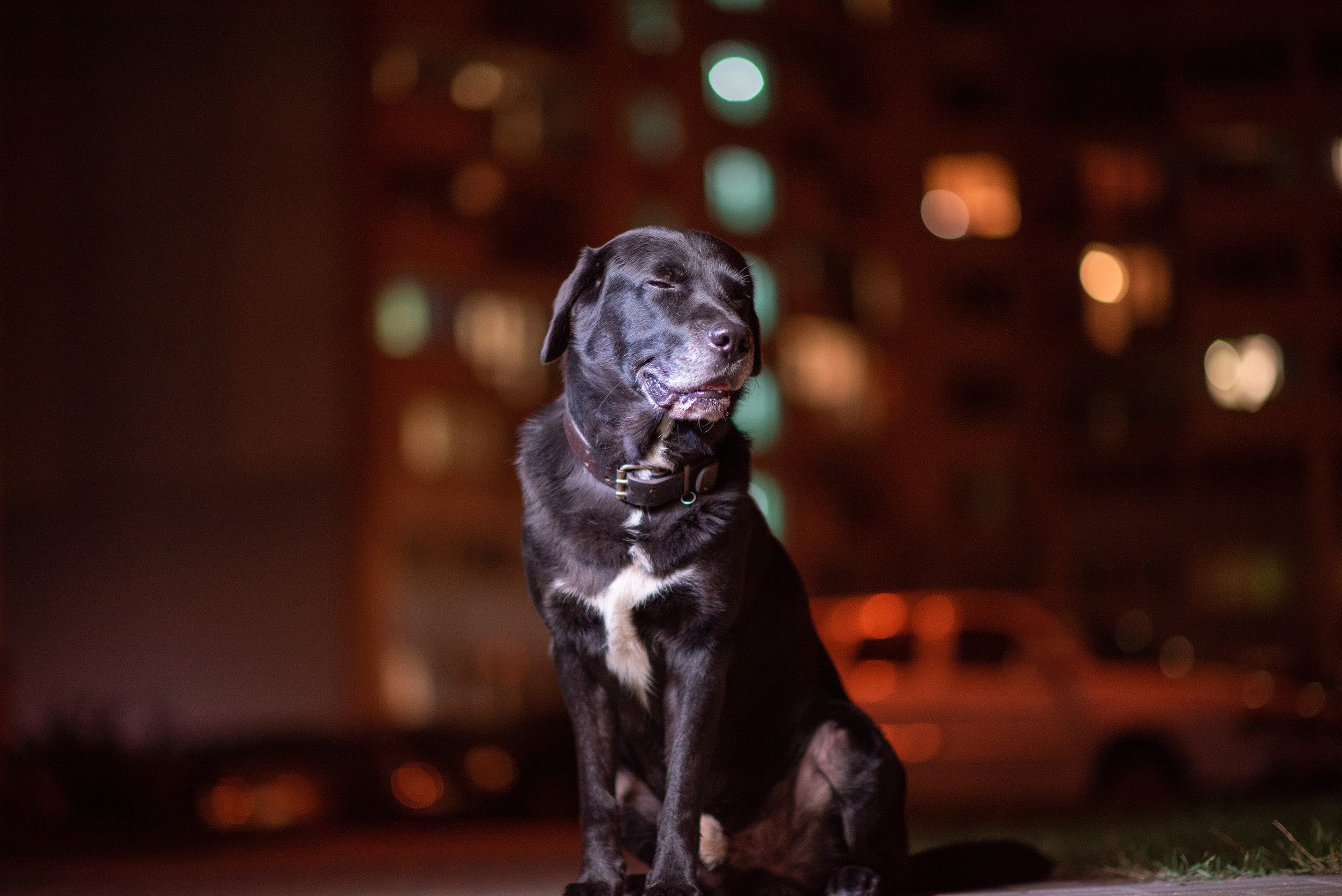 A large black ESA dog in the city.