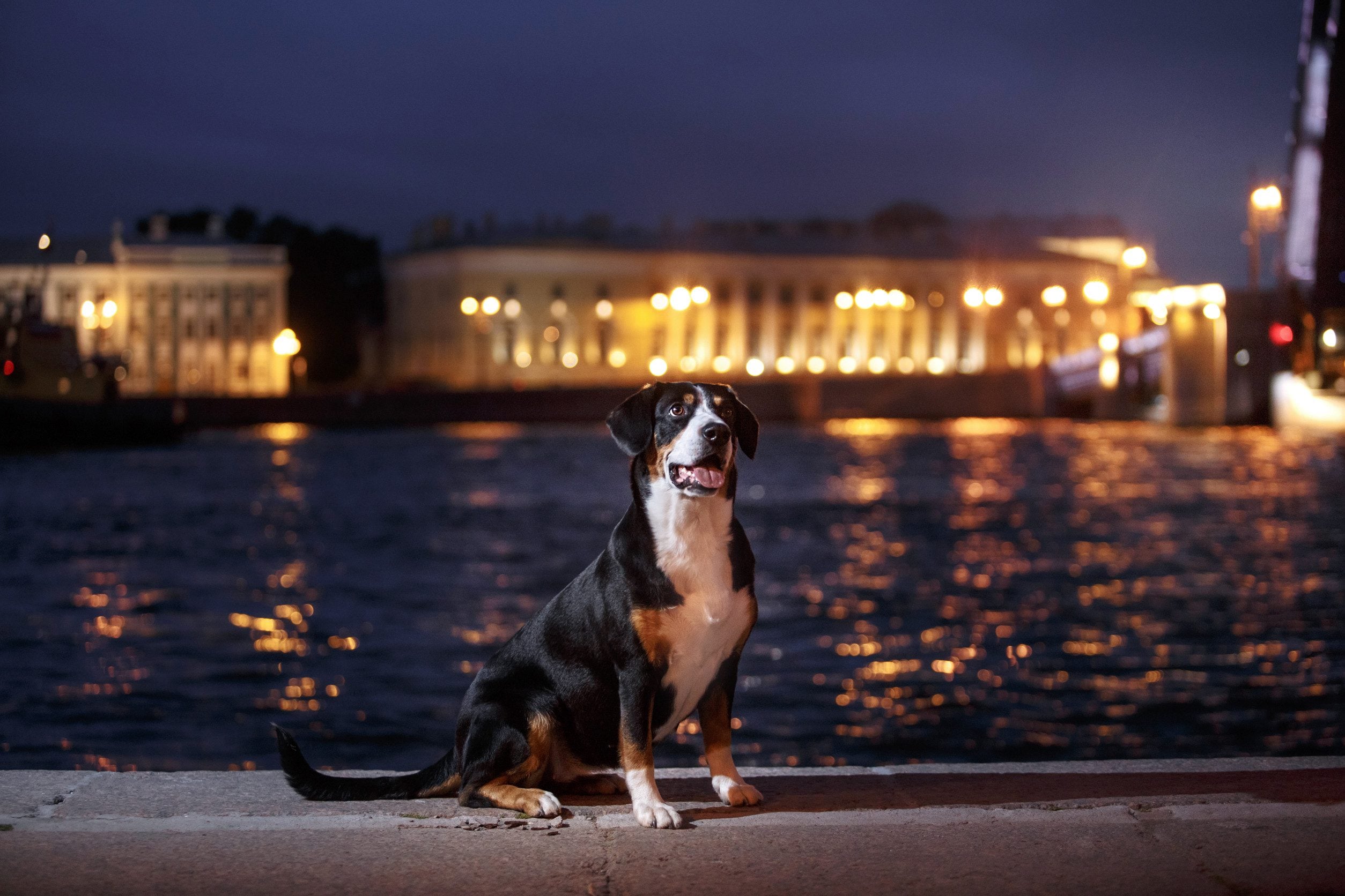 An Entlebucher mountain dog with an ESA letter in the city.