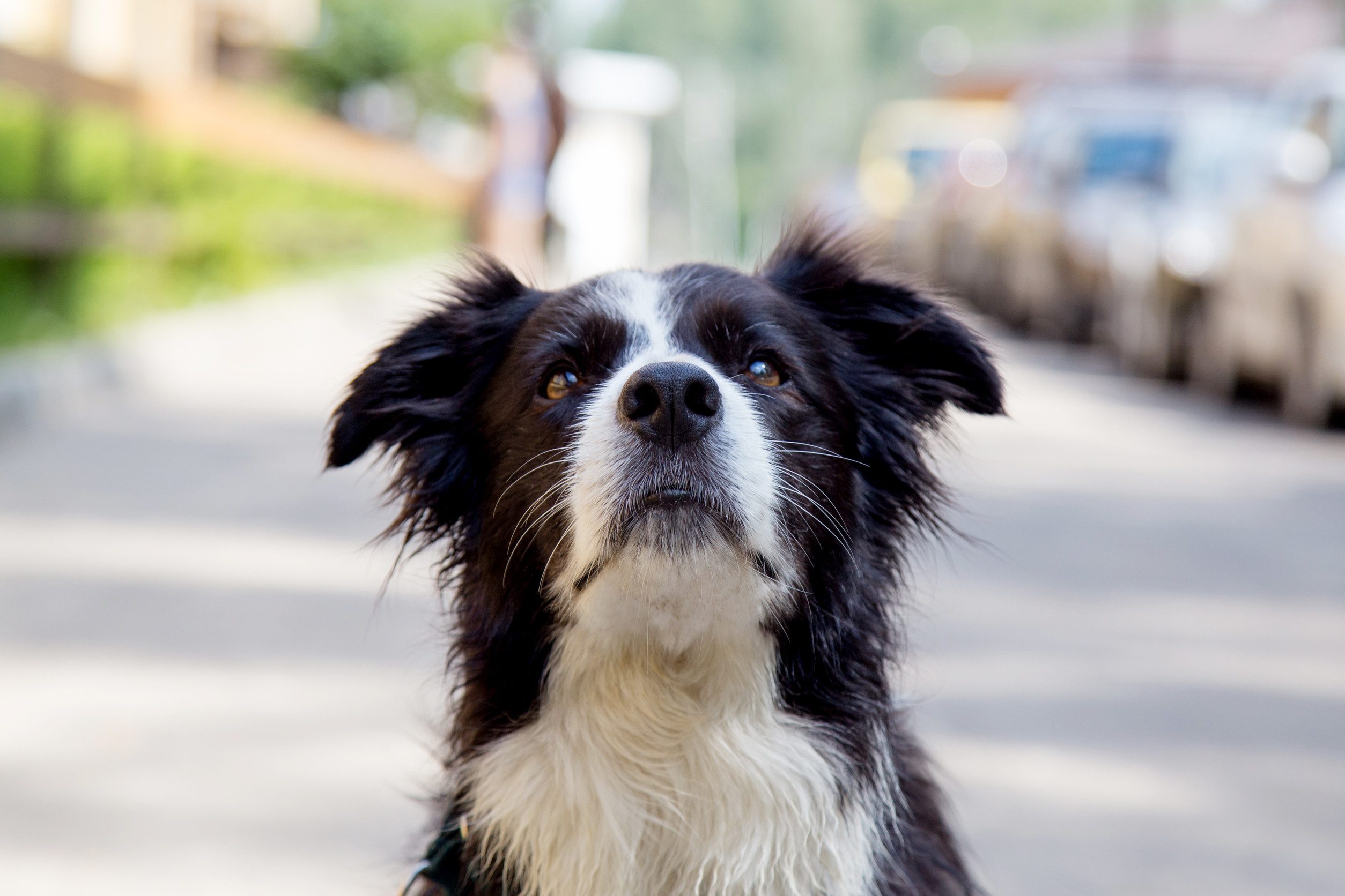 A border collie ESA in the Nashville.