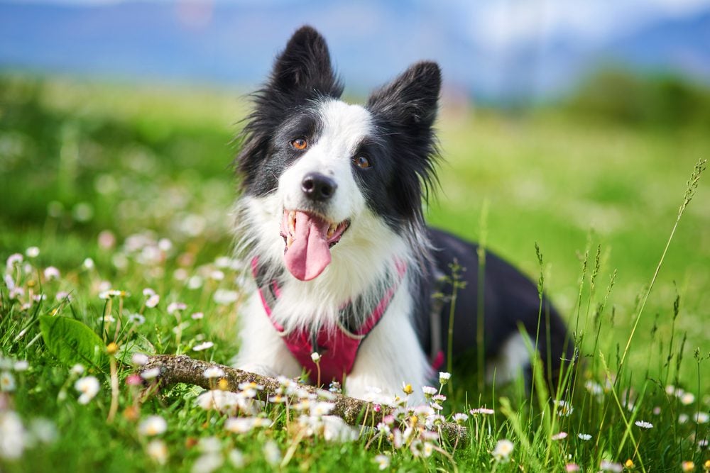 border collie laying outside in grass