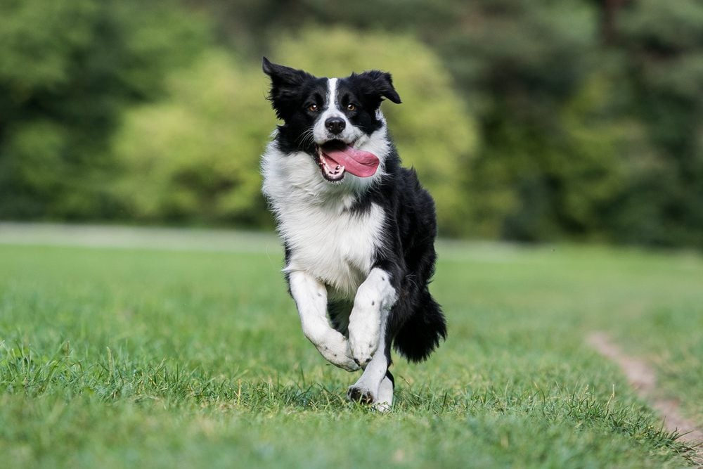 border collie running on grass