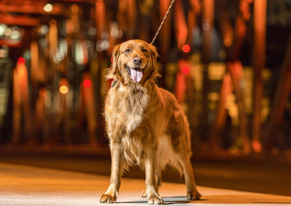 owner walking outside the golden dog, ESA Letter in Nashville, TN