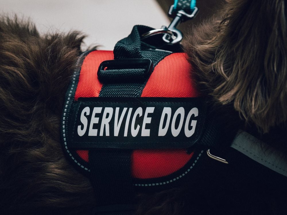 service dog vest on dog