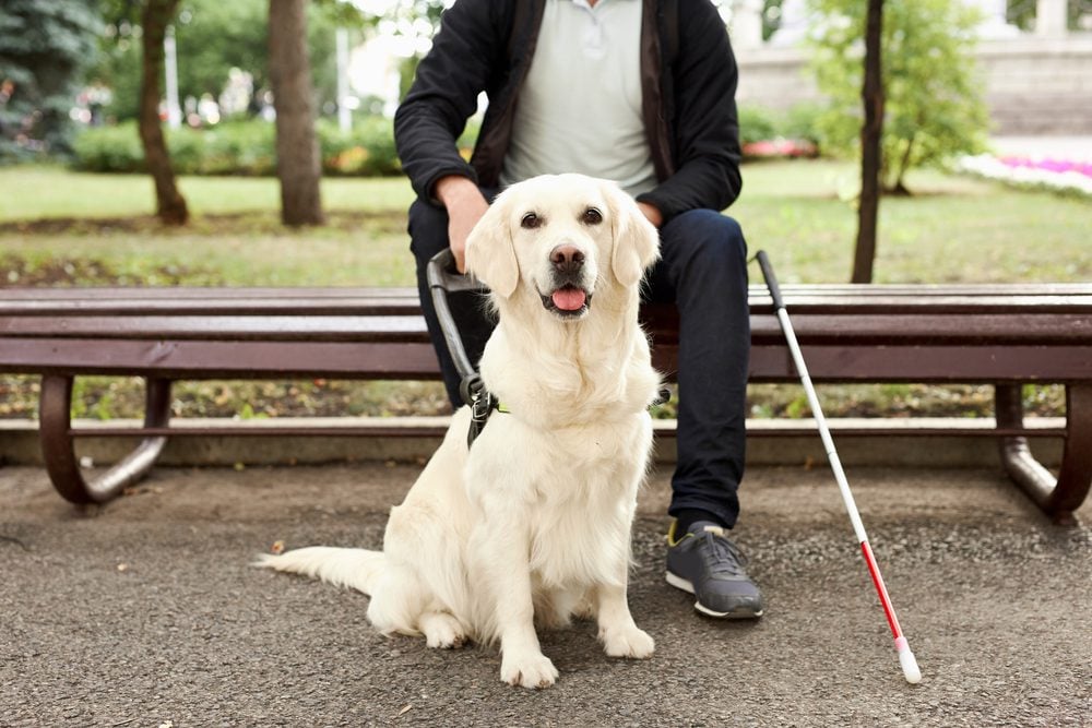 visually impaired man with guide golden retriever