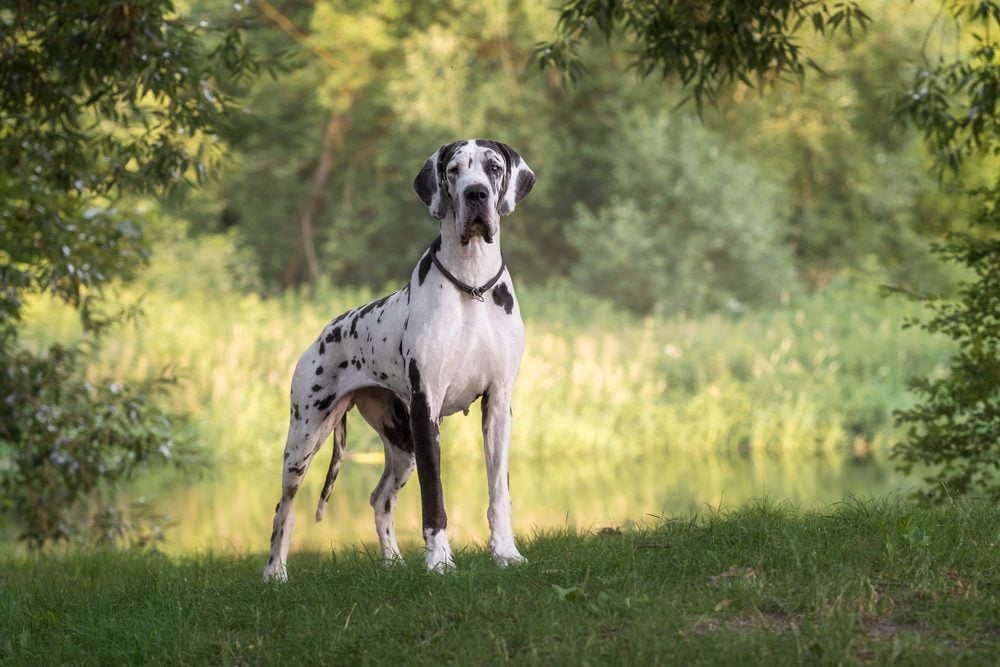 Great Dane standing in a park
