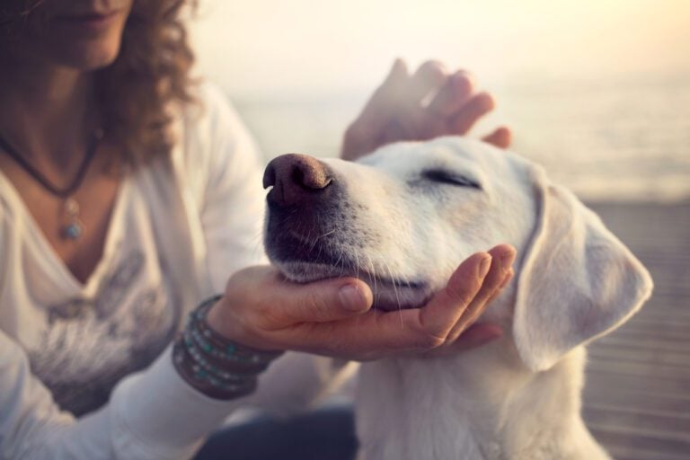 us-service-animals-blog