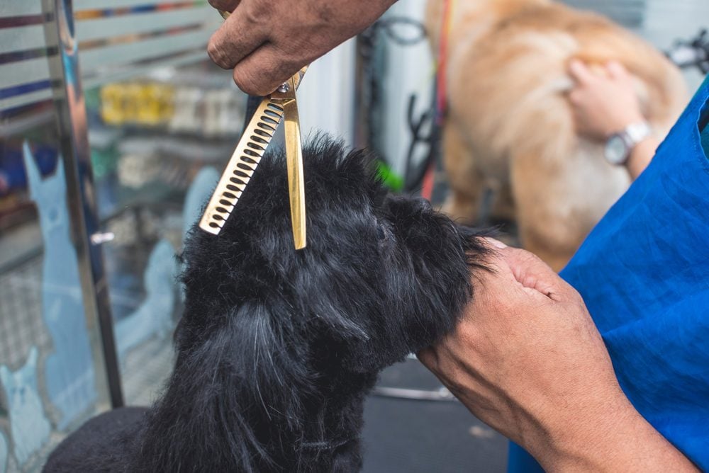 shih tzu being groomed