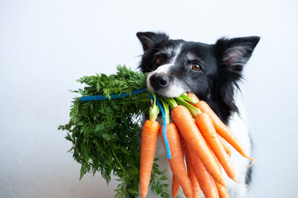 a border collie holding carrots