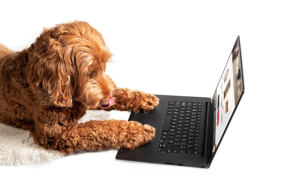 a labradoodle using a laptop