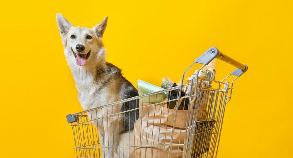 dog in a cart with groceries
