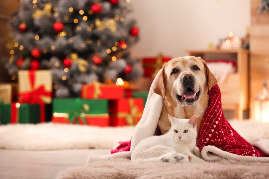 dog and cat with christmas tree