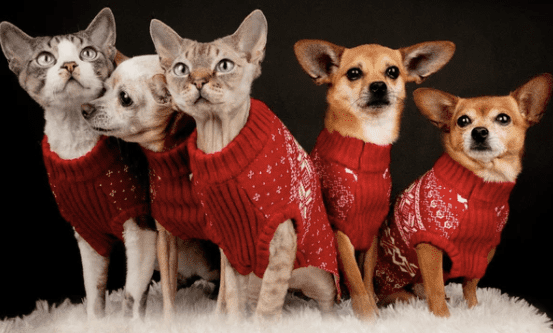 three dogs and two cats in matching holiday sweaters