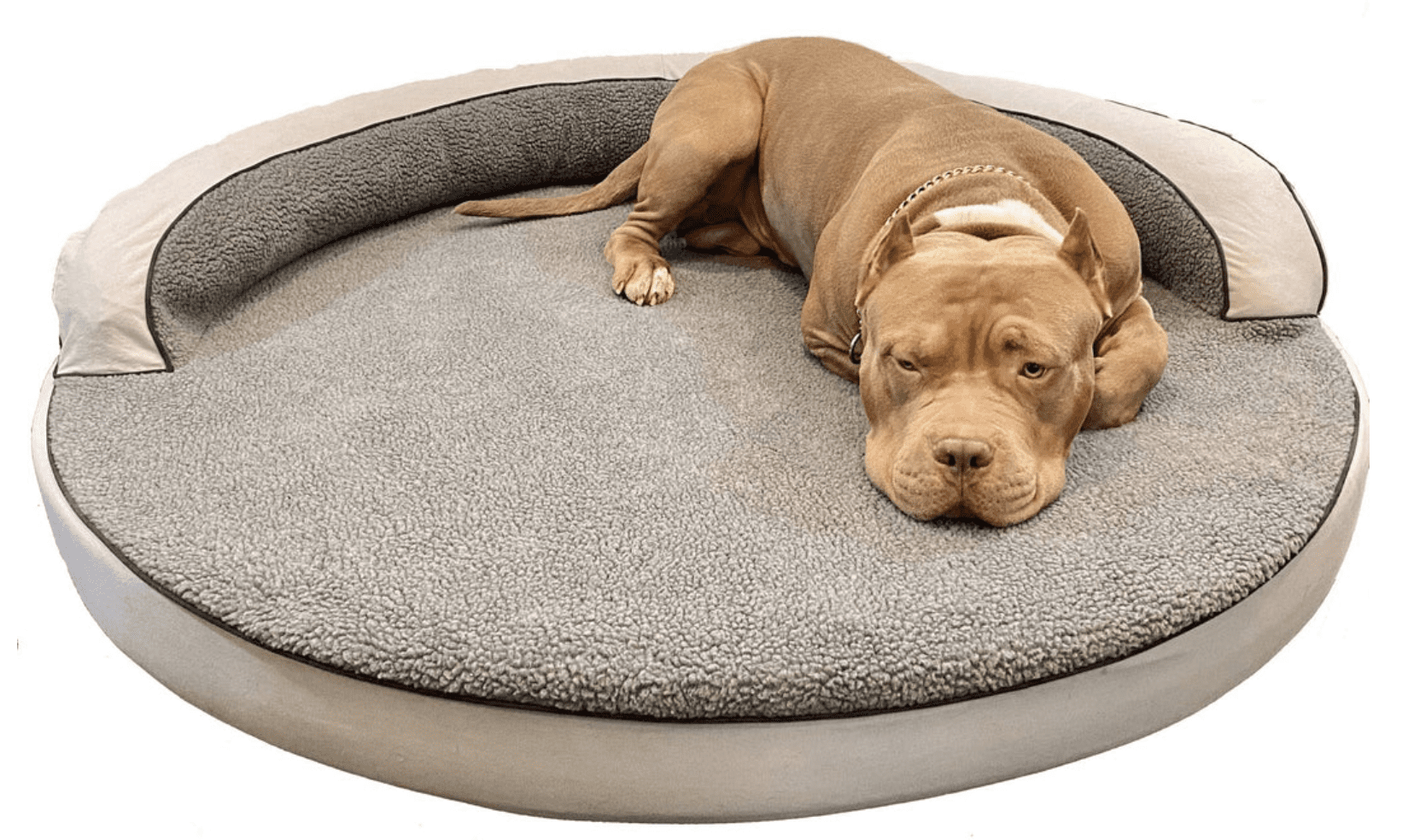 dog laying in bully bed dog bed