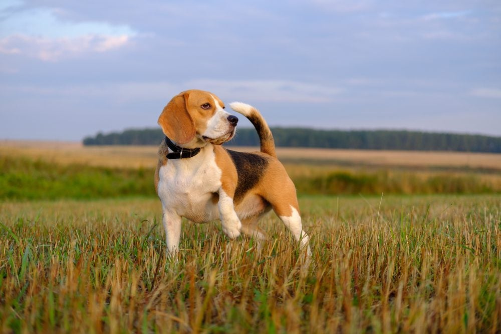 a beagle out on a walk