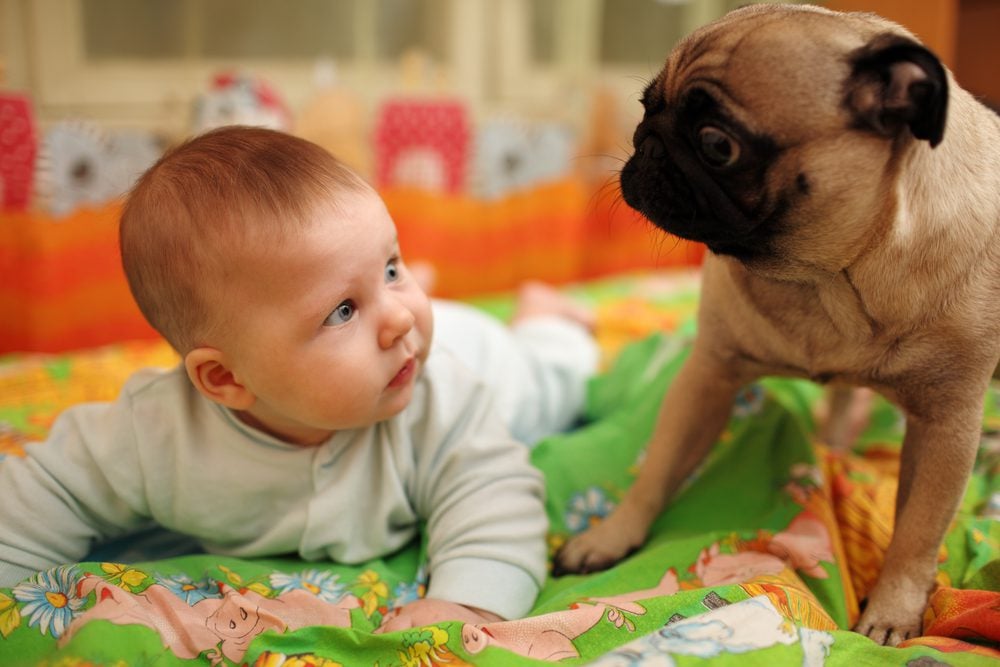 baby with a pug