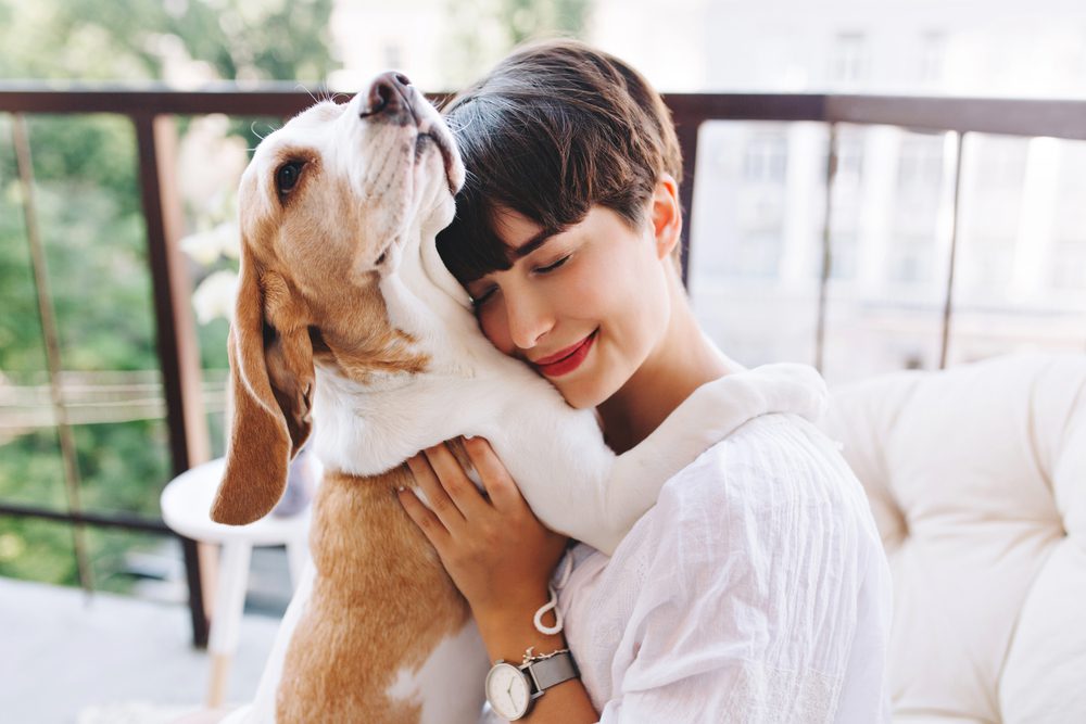 beagle providing emotional support