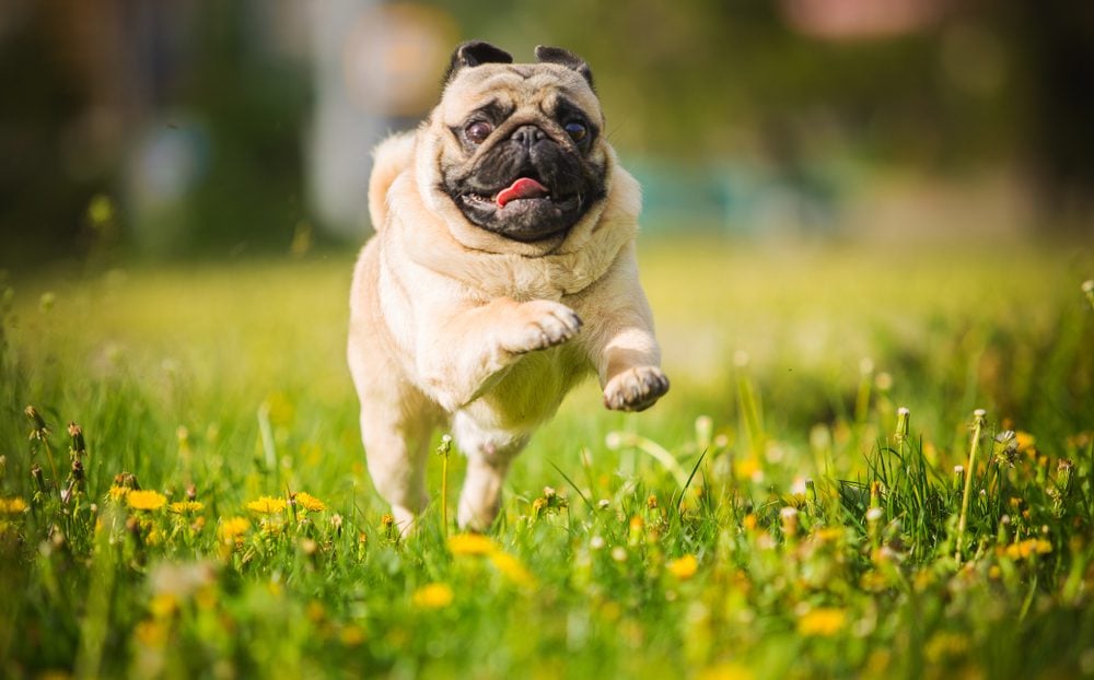 pug playing in a park
