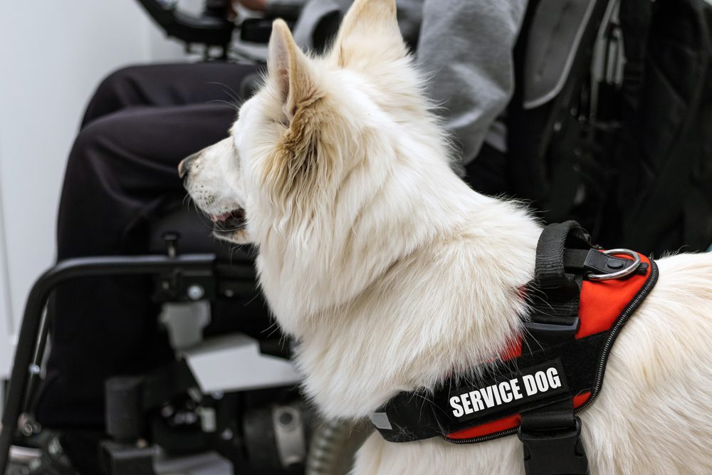 service dog standing with owner