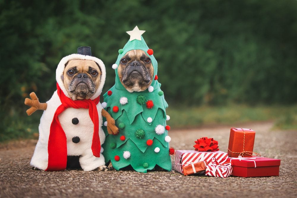 two french bulldogs in christmas costumes