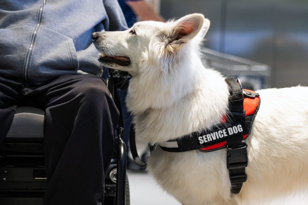 white service dog wearing special harness