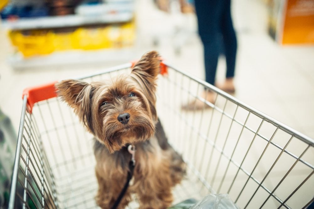 yorkie in a shopping cart