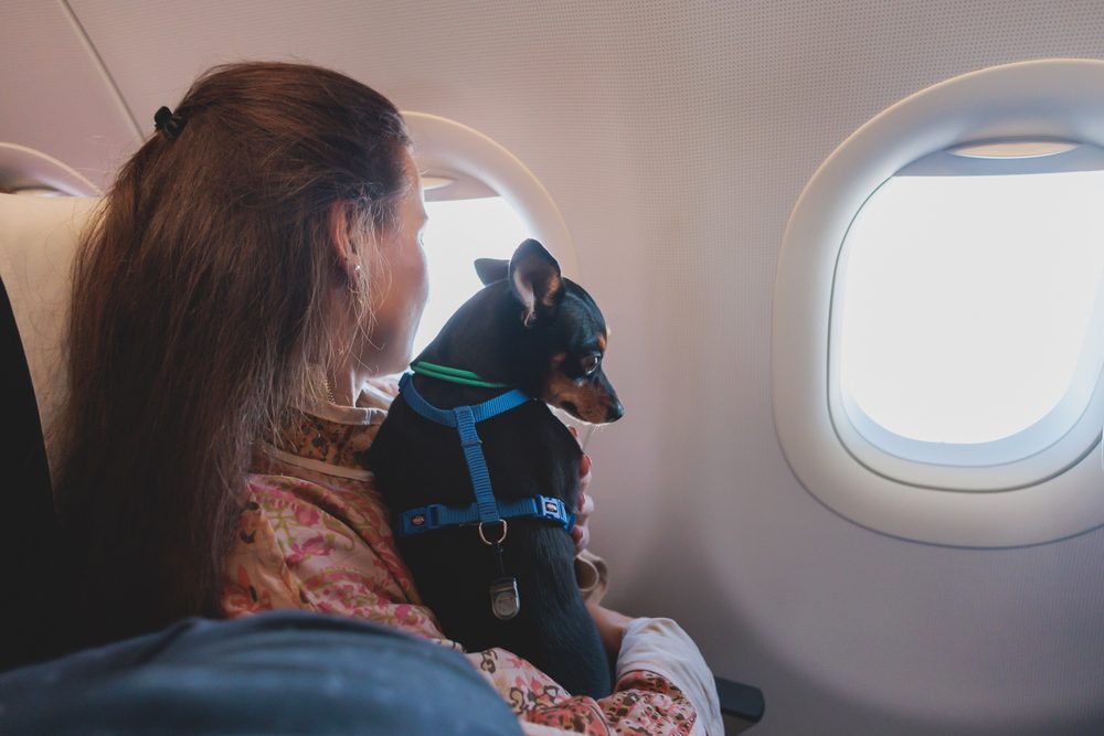 dog in aircraft cabin near window