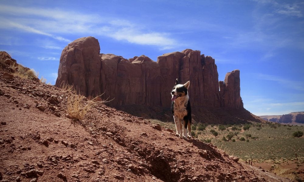 dog in monument valley
