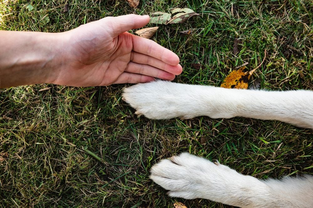hand near dog paws