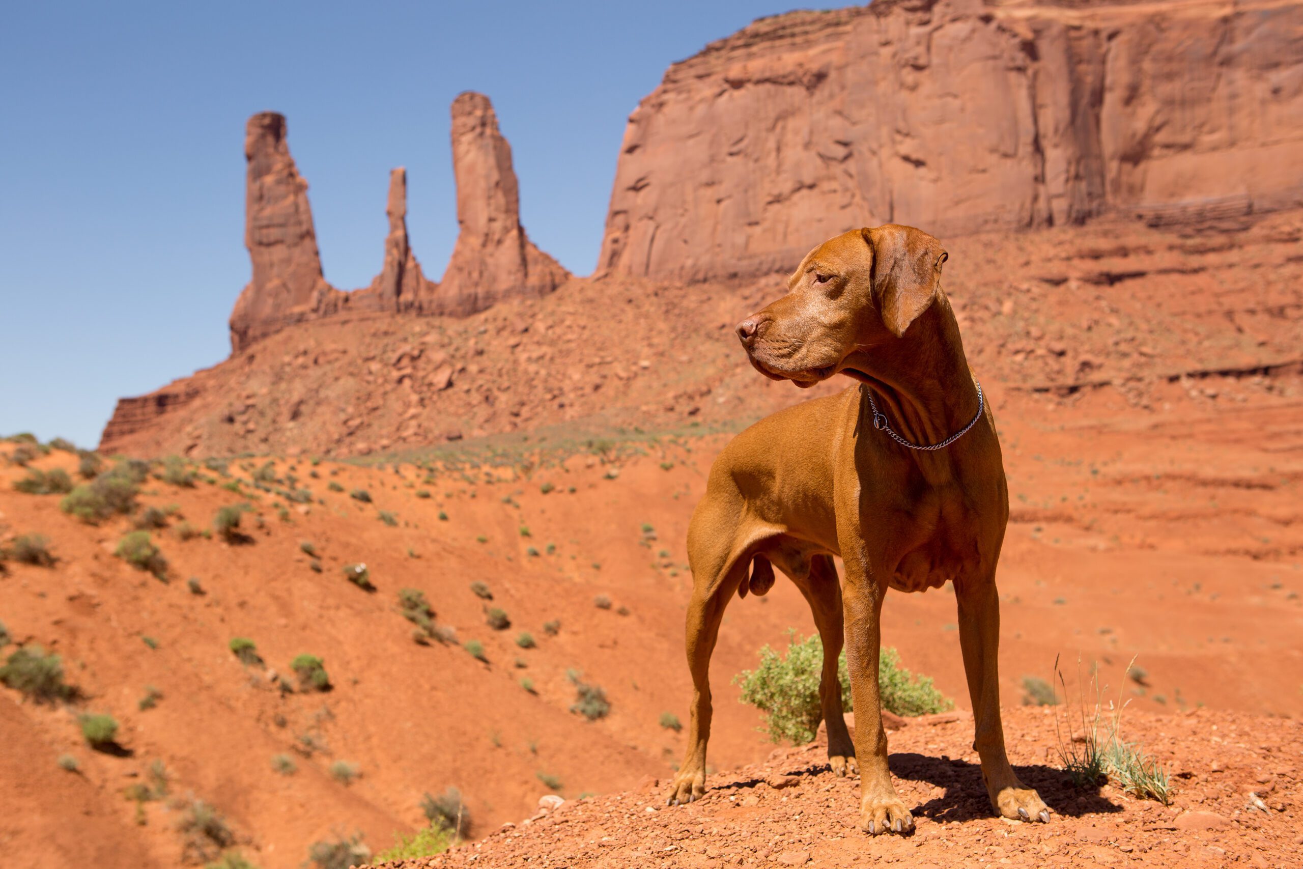An emotional support dog having fun in the Arizona desert.