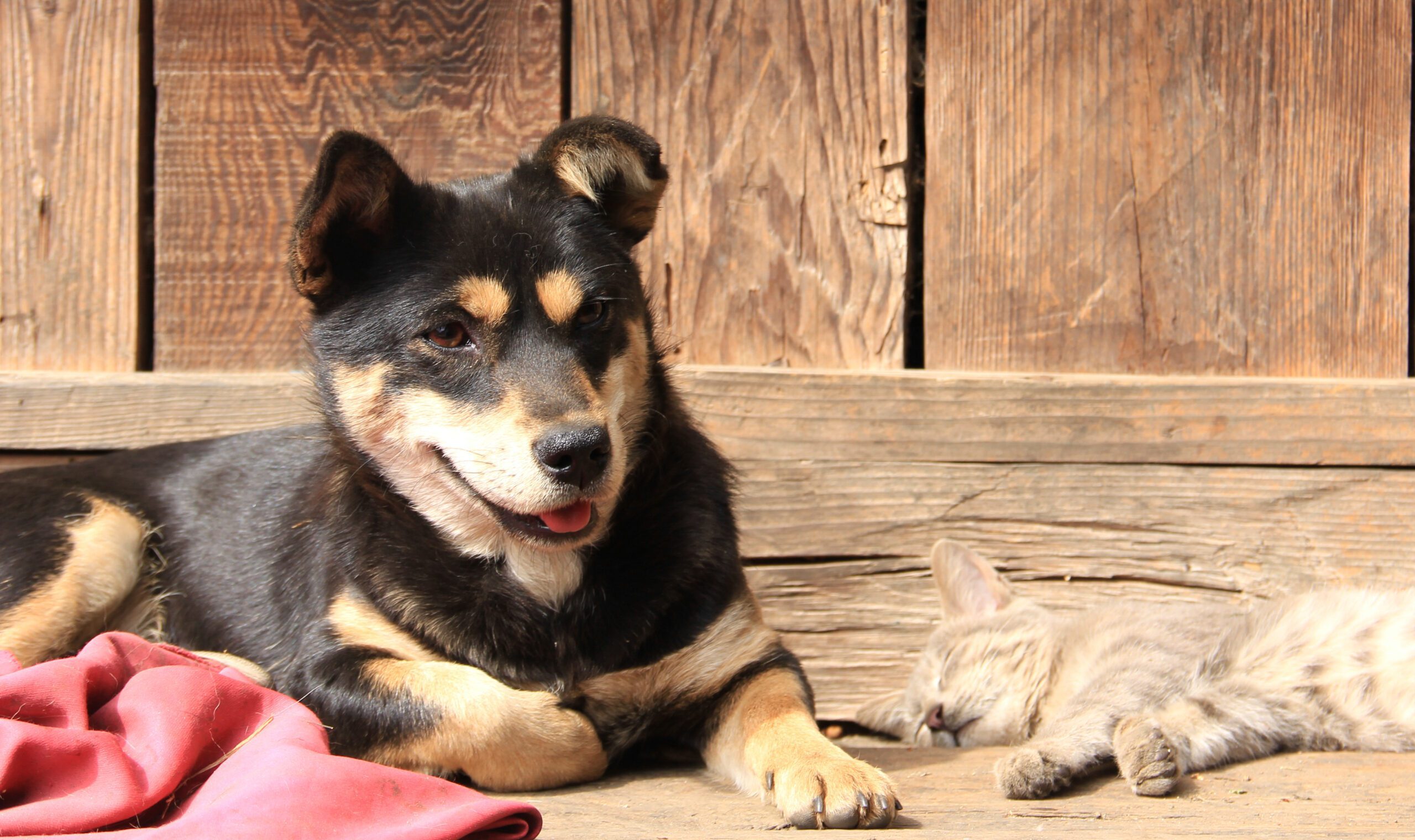 An emotional support dog having fun in the Arizona desert.