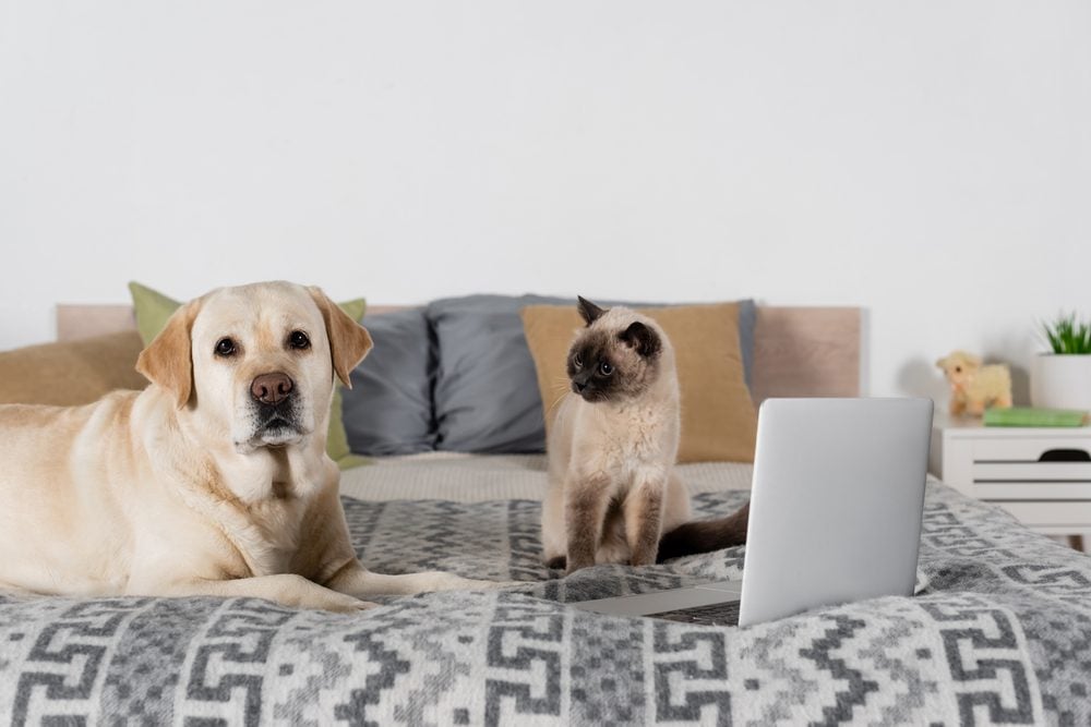 cat and dog near laptop