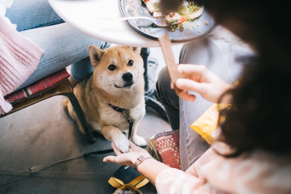 dog giving paw under restaurant table