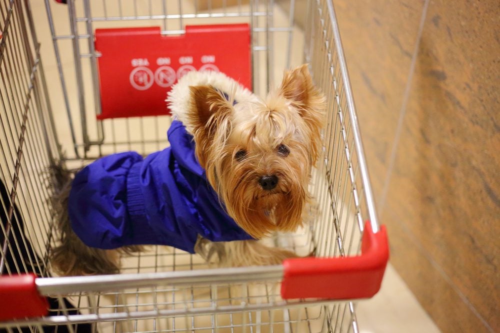 yorkie sitting in a shopping cart
