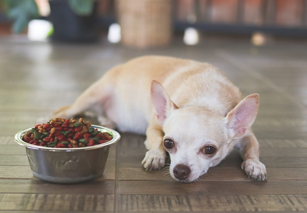 Chihuahua dog laying down by the bowl of dog food and ignoring it.