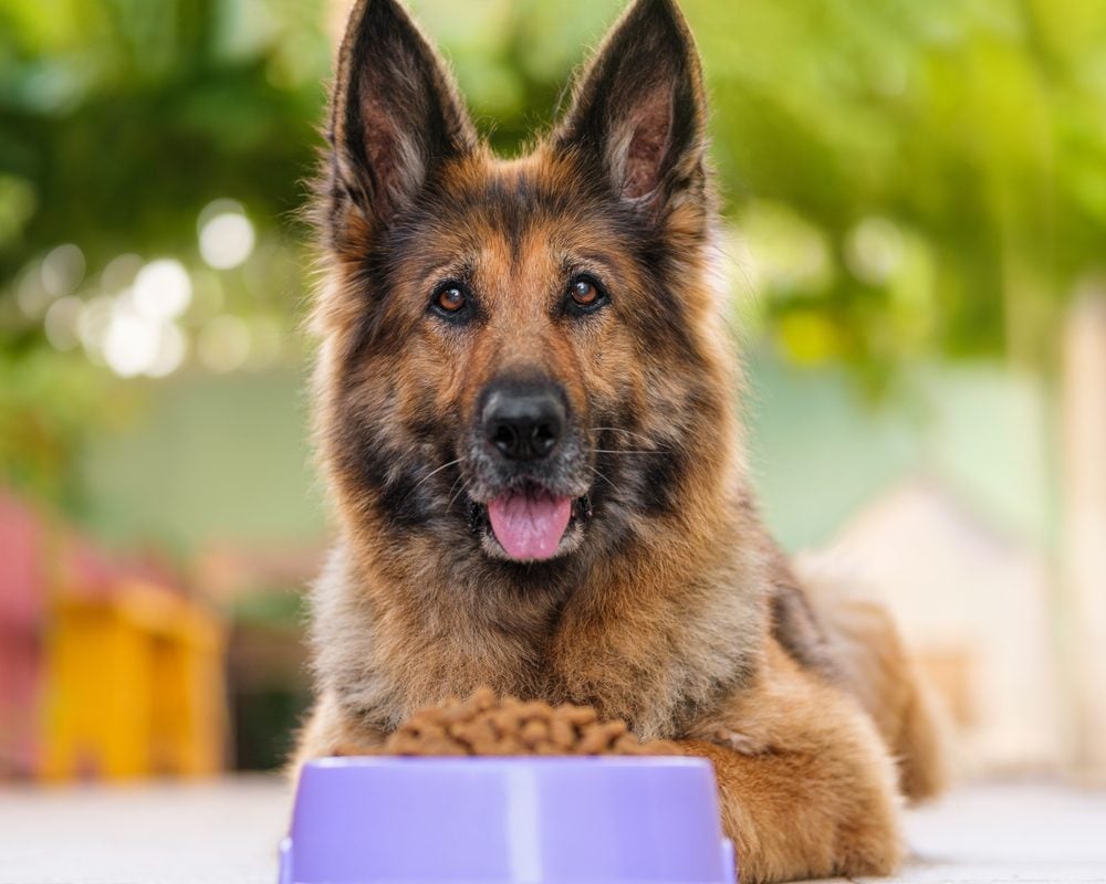 Portrait of a German Shepherd Dog lying down