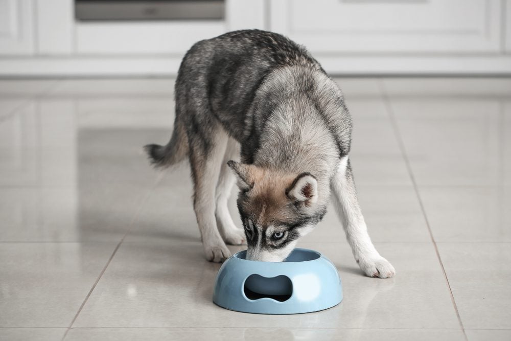 husky puppy eating from bowl in kitchen