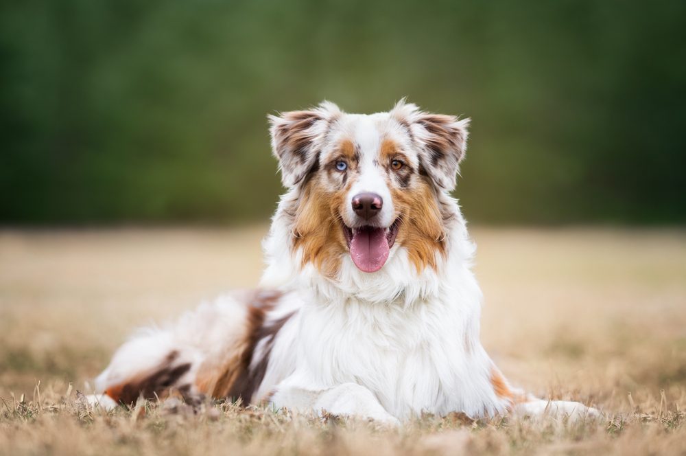australian shepherd laying in field