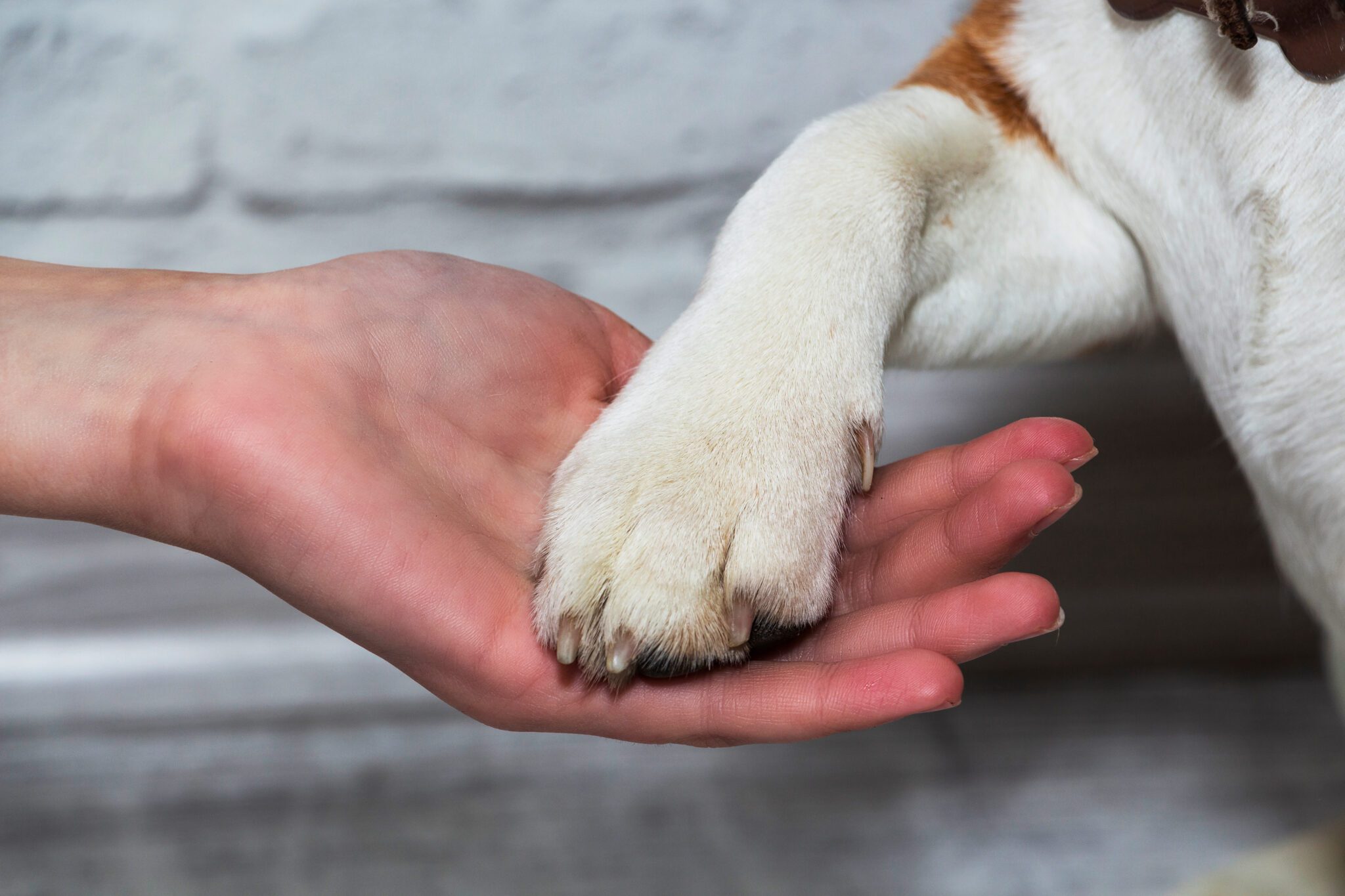 dog paws in human hand