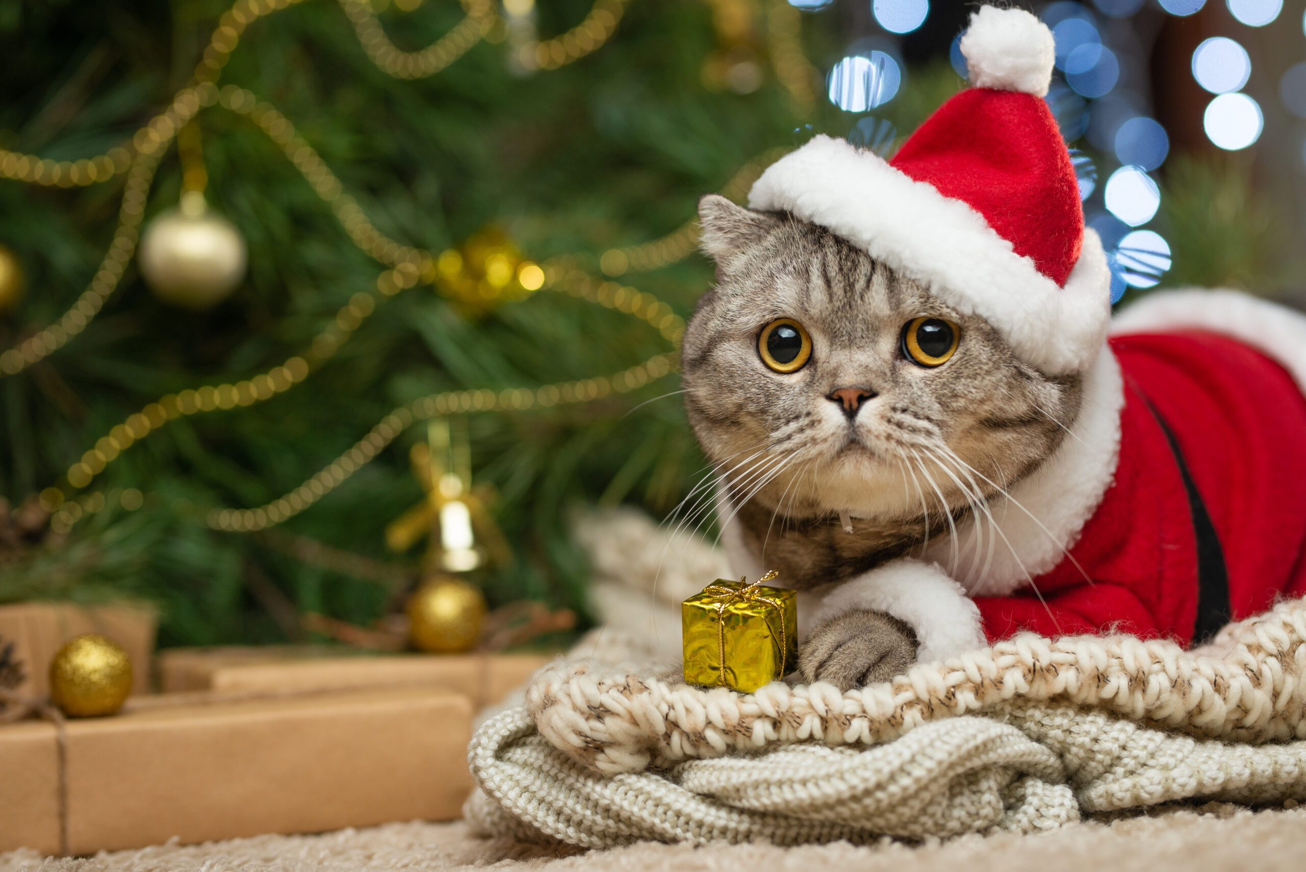 cat in Christmas outfit near tree