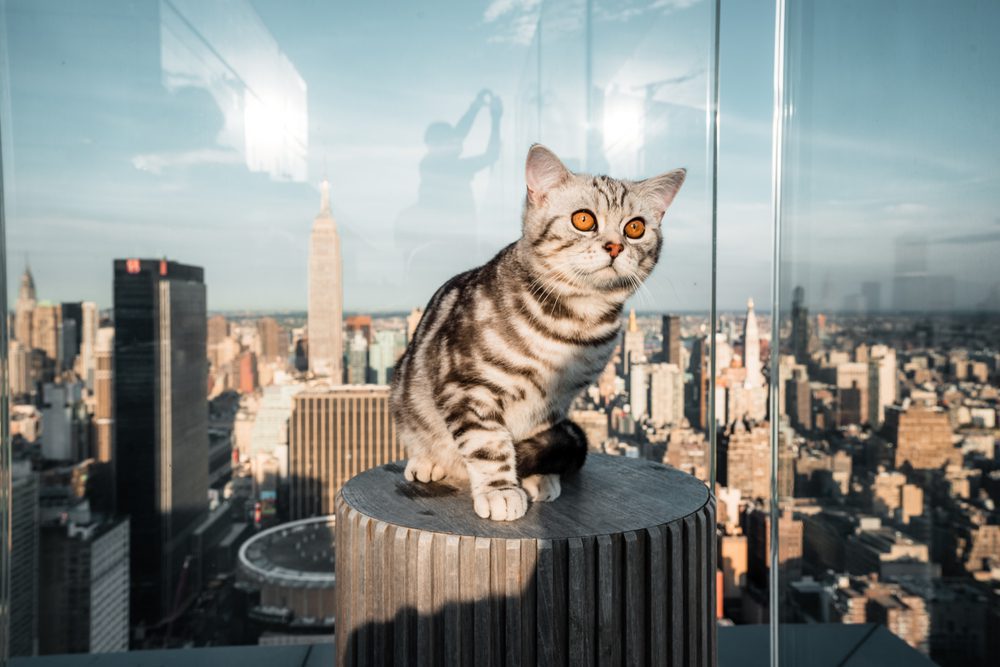cat posing on the rooftop