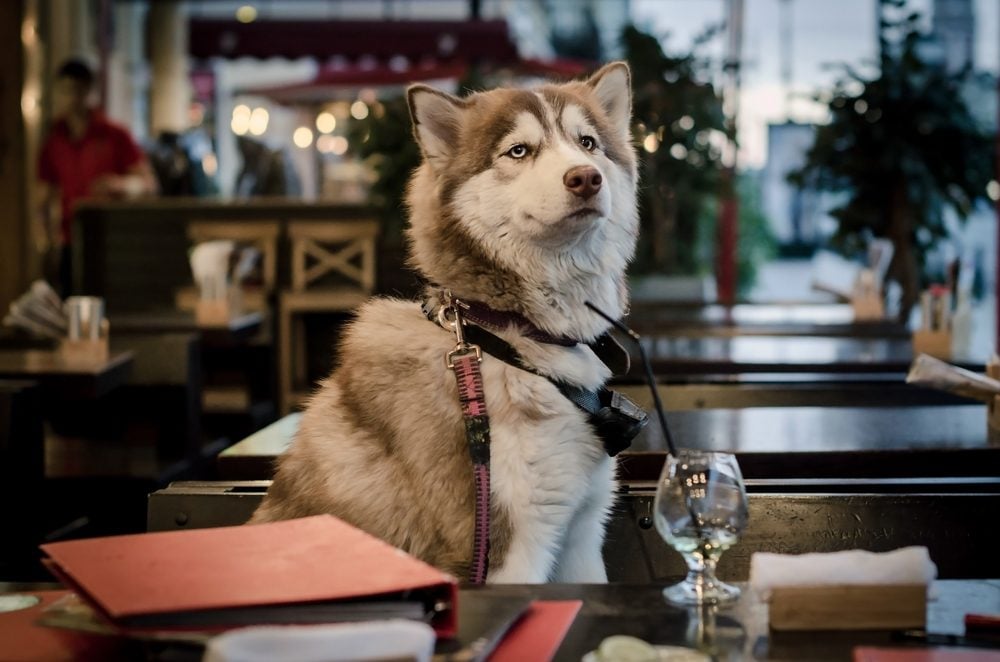 husky sitting at cafe