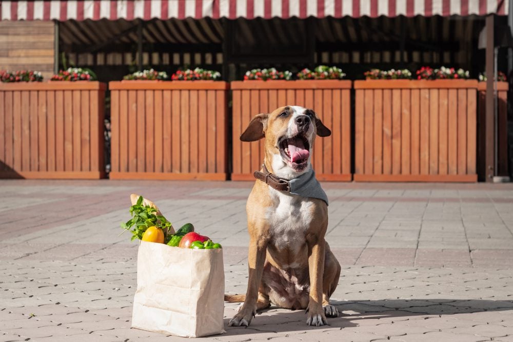 dog sitting next to grocery bag