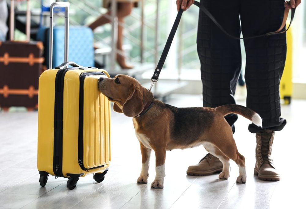 beagle at the airport