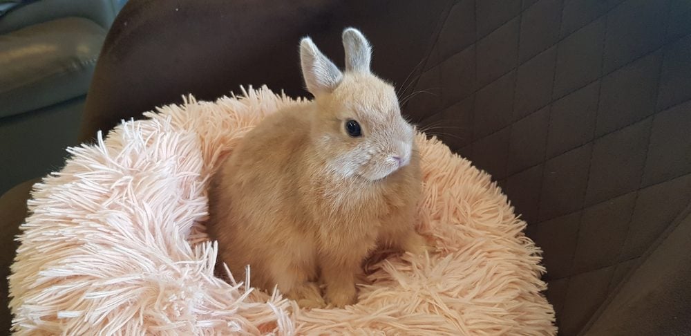 pet rabbit in comfy circle bed