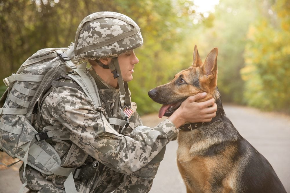 soldier working with German shepherd