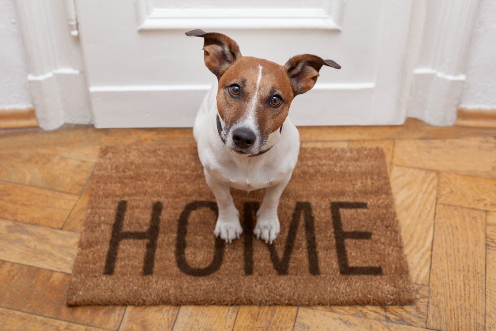dog standing on home welcome mat