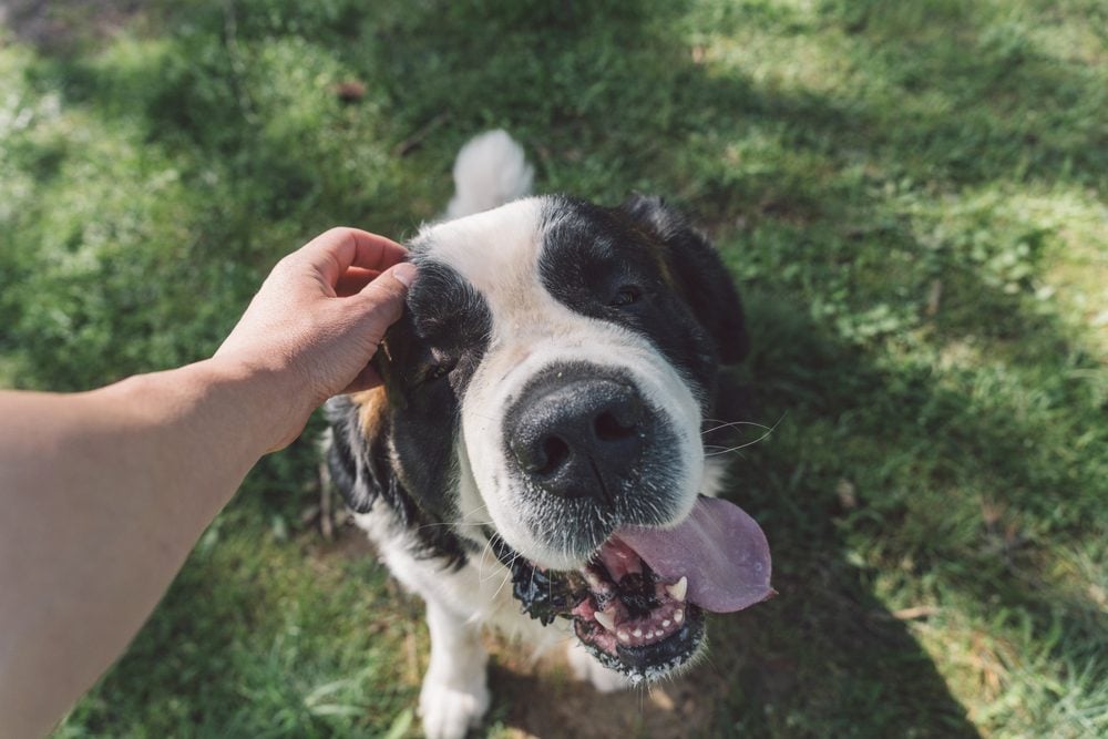 person pets happy dog outside sunny