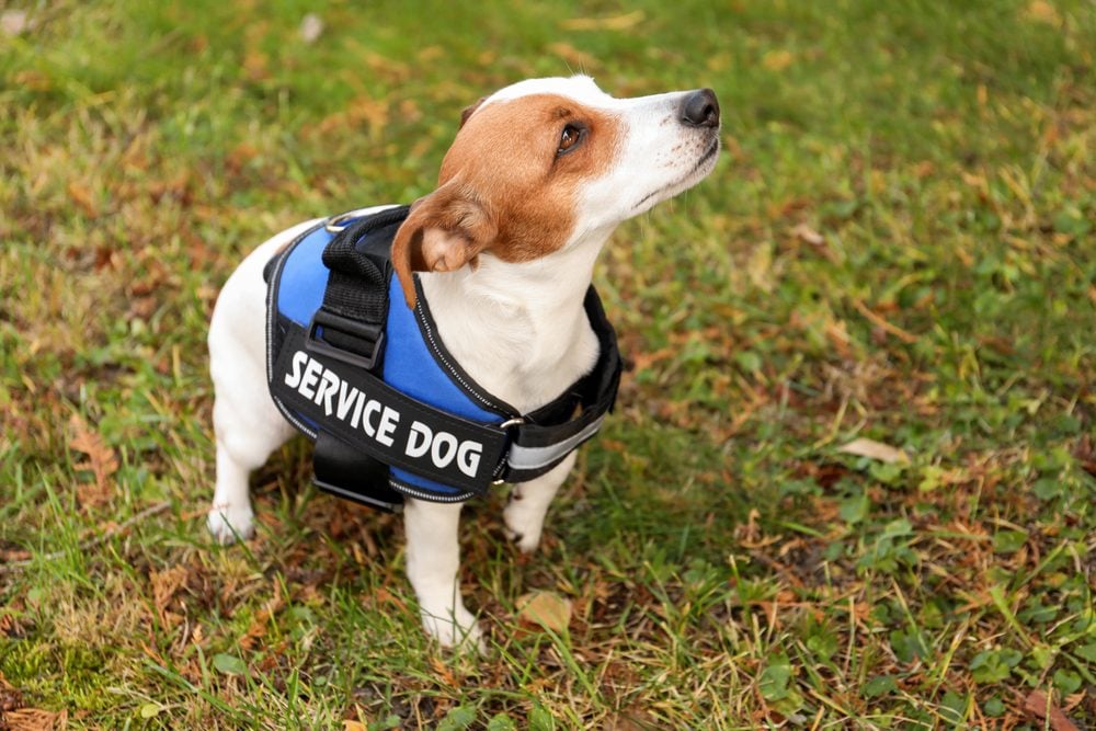 Jack Russell terrier wearing a real service dog vest.