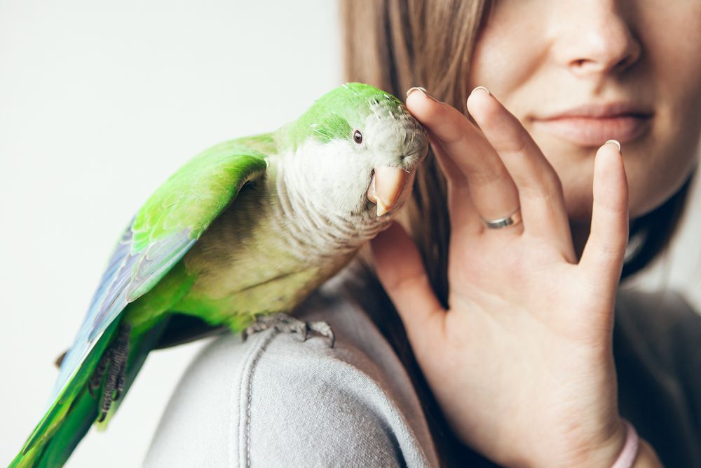 A woman caresses a pet parakeet bird that is sitting on her shoulder, while wondering, can a bird be a service animal?